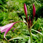 crinum lily